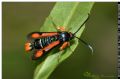 Pyropteron chrysidiforme